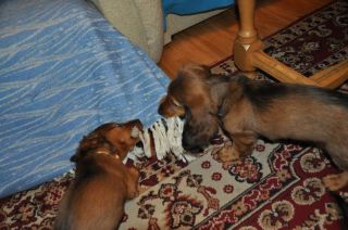 Jamnik d�ugow�osy